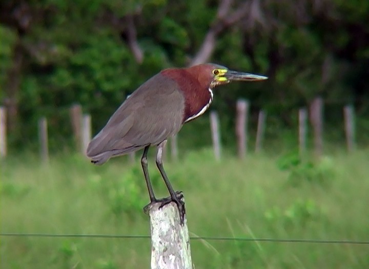 Rufescent Tiger-Heron - ML410435371