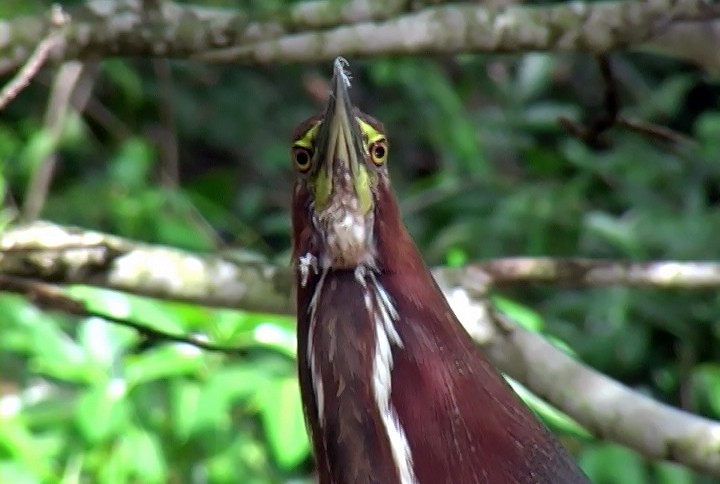 Rufescent Tiger-Heron - ML410435391