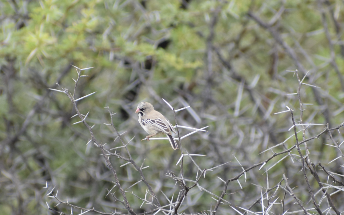 Tejedorcito Escamoso - ML410435541