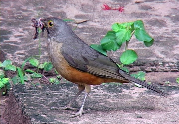 Rufous-bellied Thrush - ML410437611