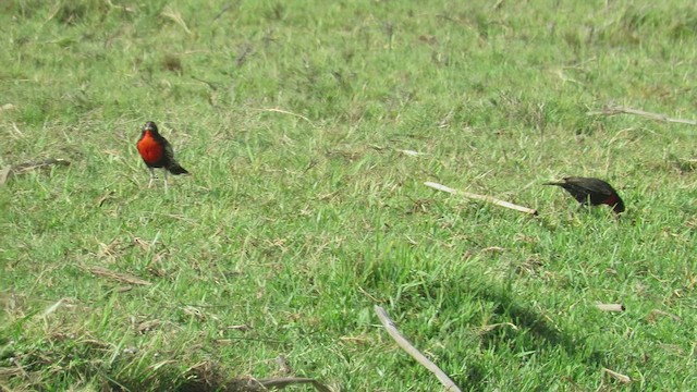 ペルームネアカマキバドリ - ML410438281