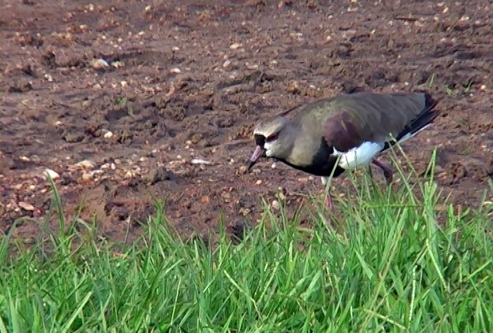 Кайеннский чибис (lampronotus) - ML410439721