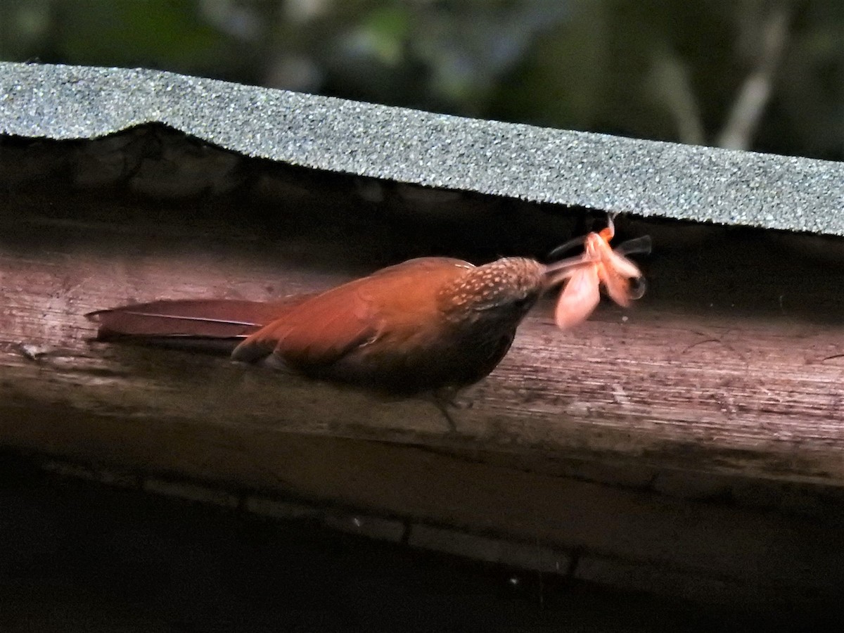 Montane Woodcreeper - ML410440291