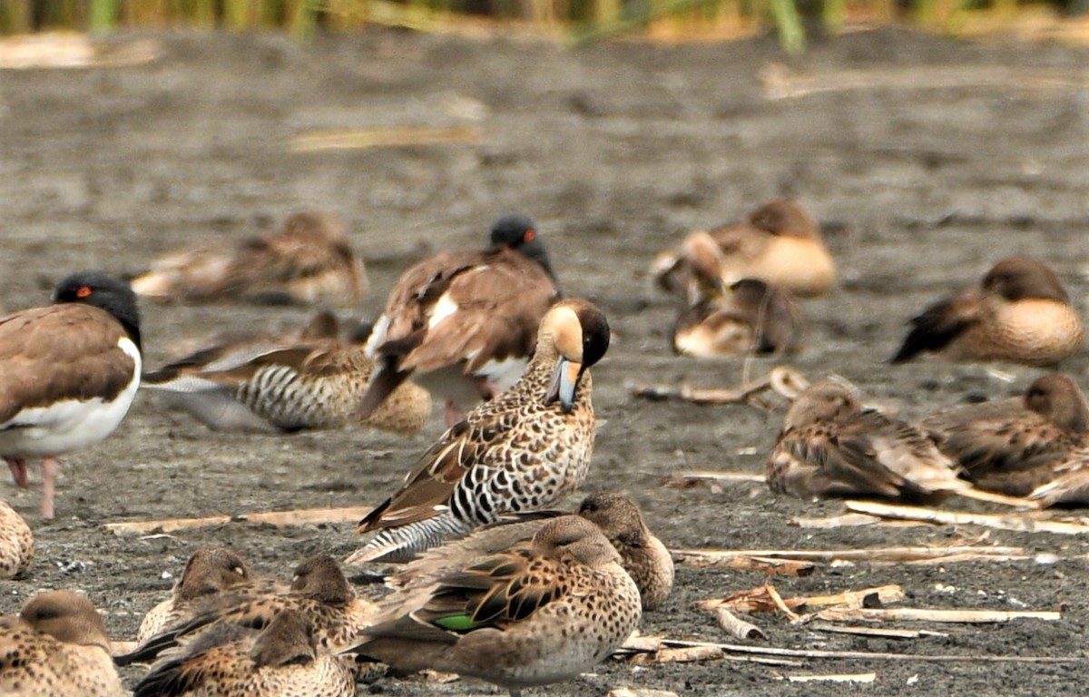 Silver Teal - Marcelo Donoso