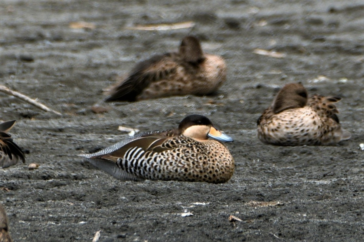 Silver Teal - Marcelo Donoso