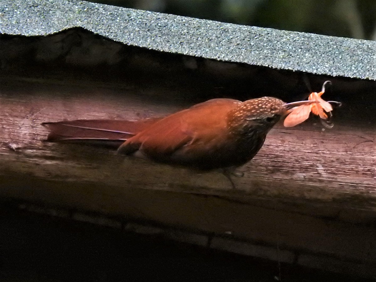 Montane Woodcreeper - ML410440641