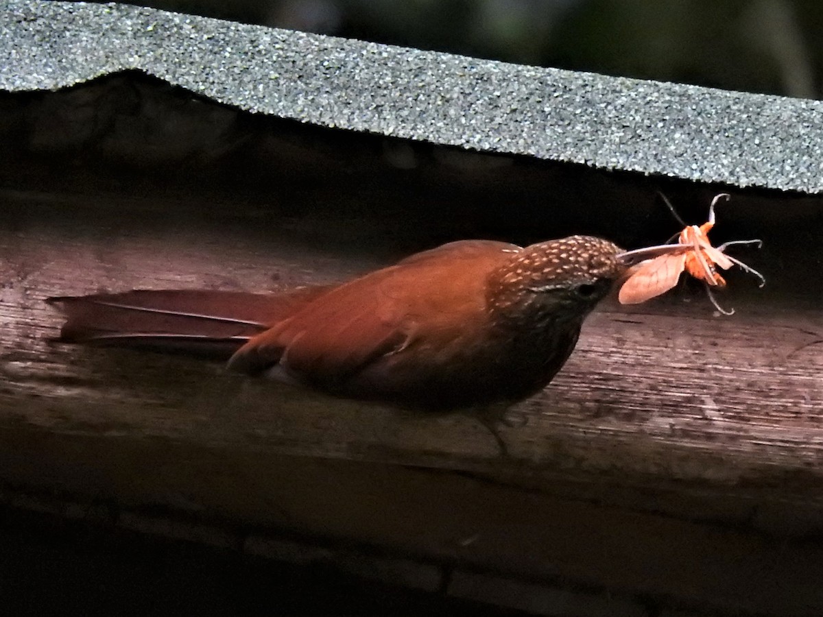 Montane Woodcreeper - ML410441111