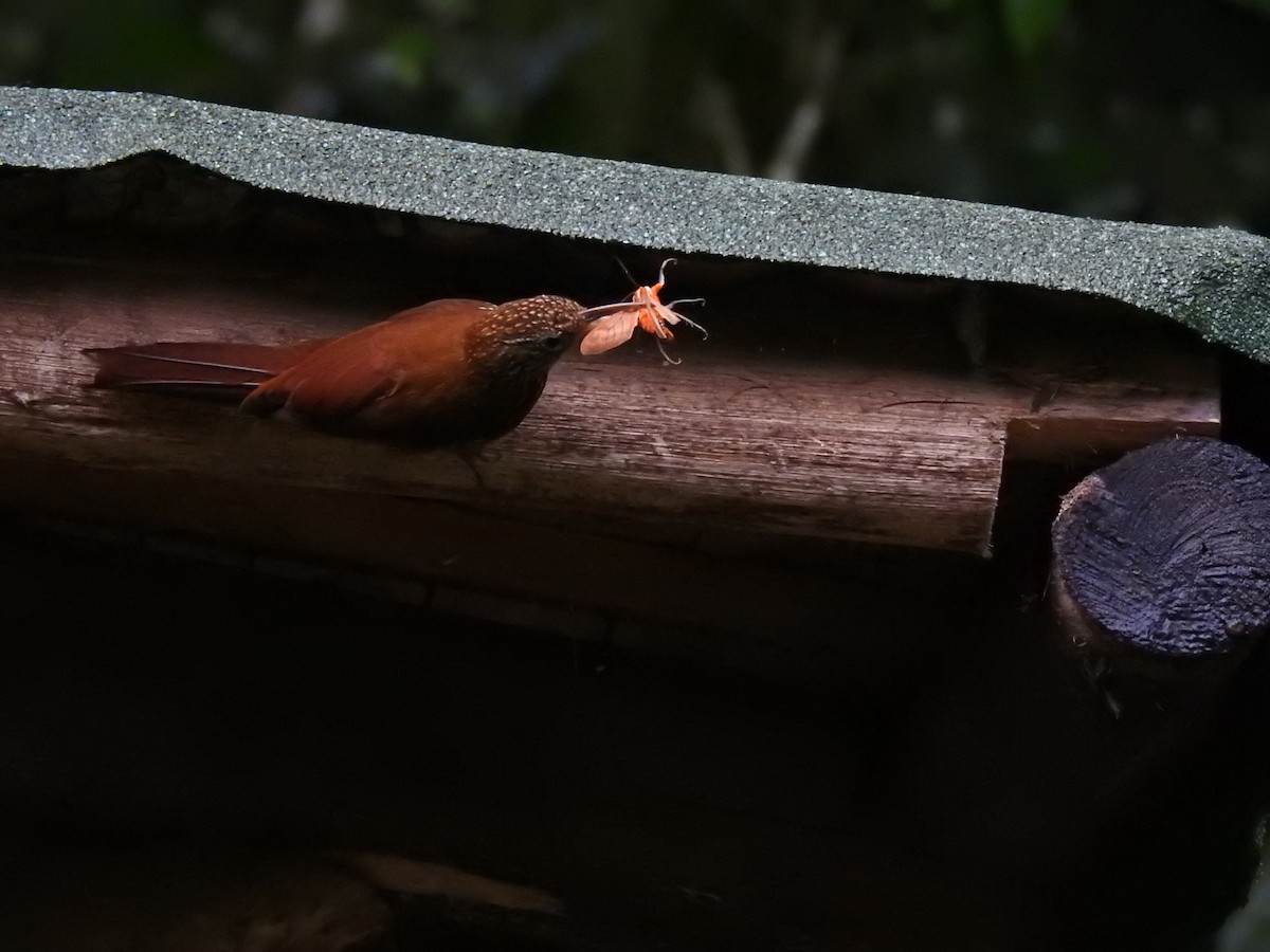 Montane Woodcreeper - ML410441141