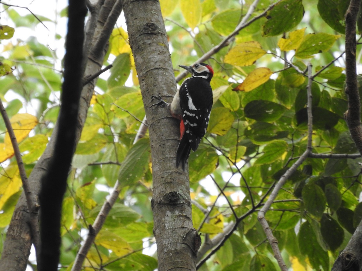 Great Spotted Woodpecker - ML410441201