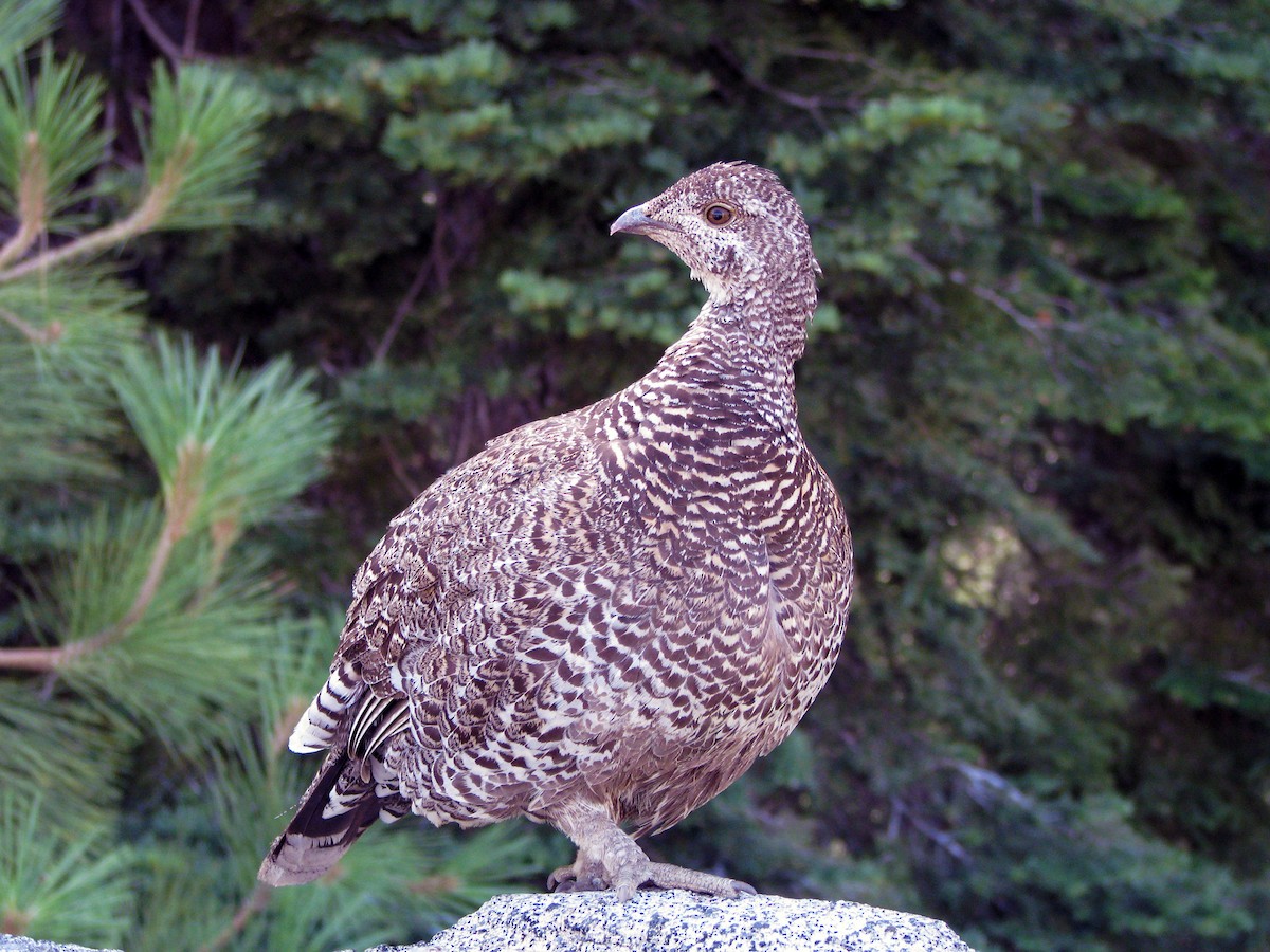 Sooty Grouse - Darlene Emers