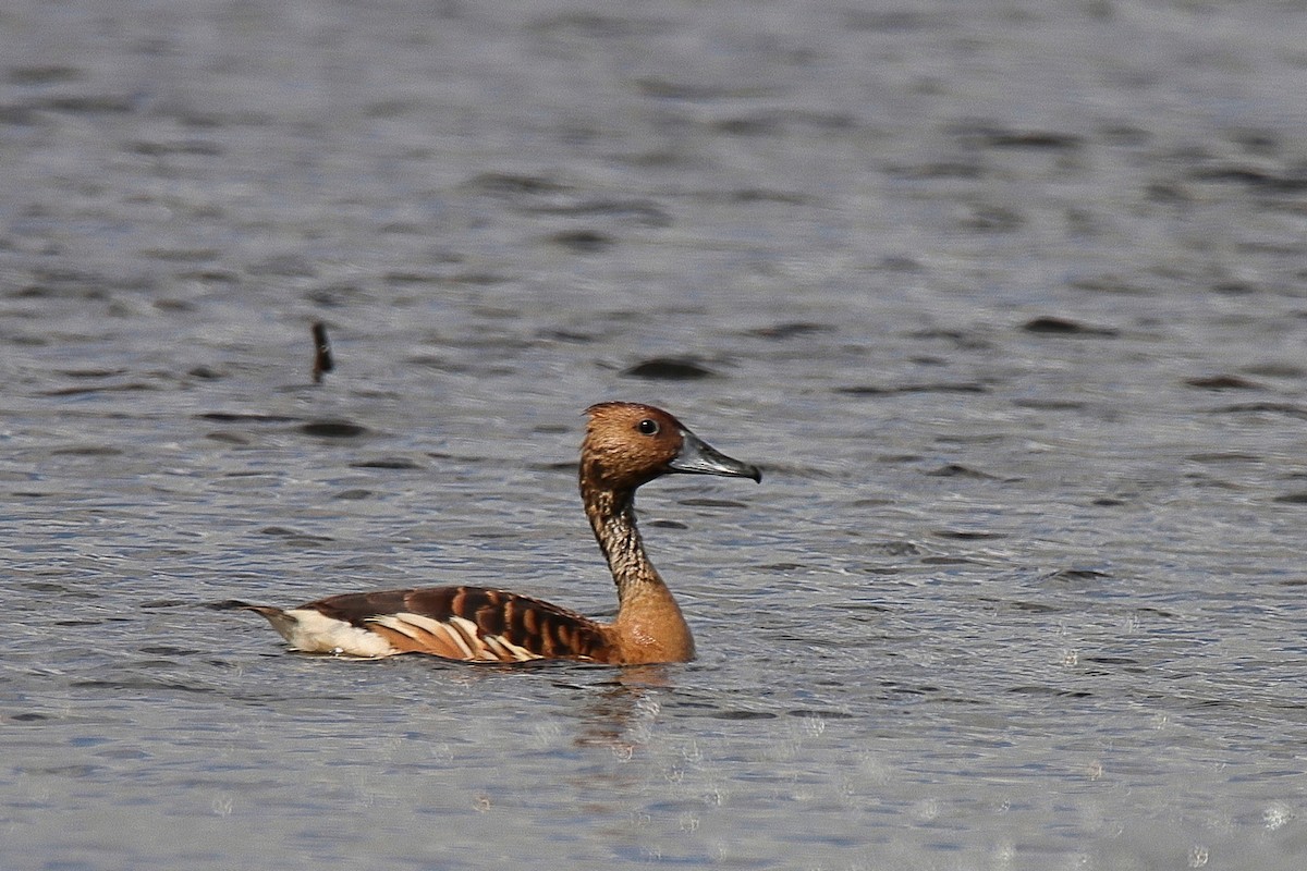 Fulvous Whistling-Duck - ML410445161