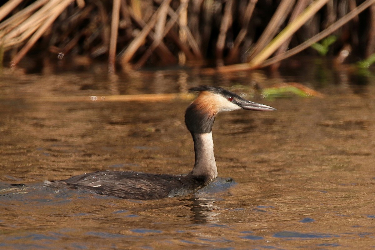 Great Crested Grebe - ML410445271