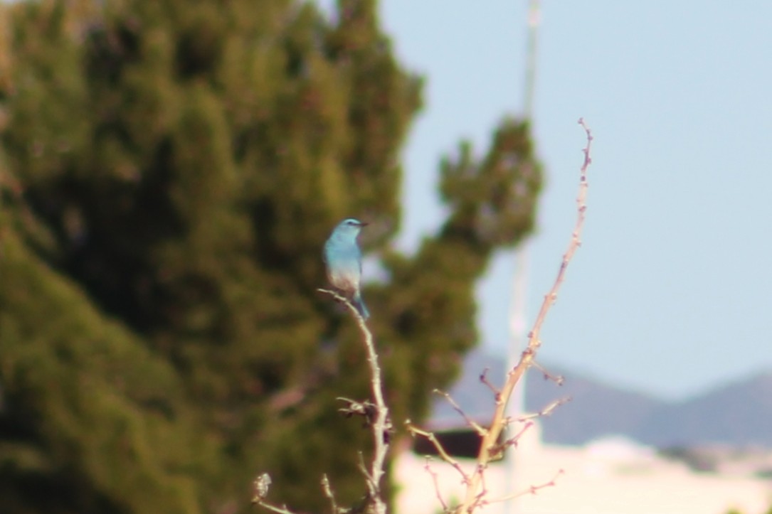 Mountain Bluebird - ML410445461