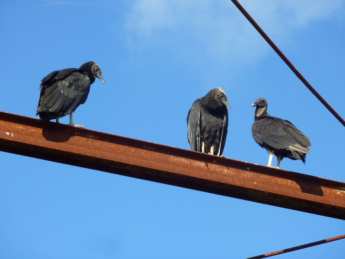 Катарта чорна - ML41044551