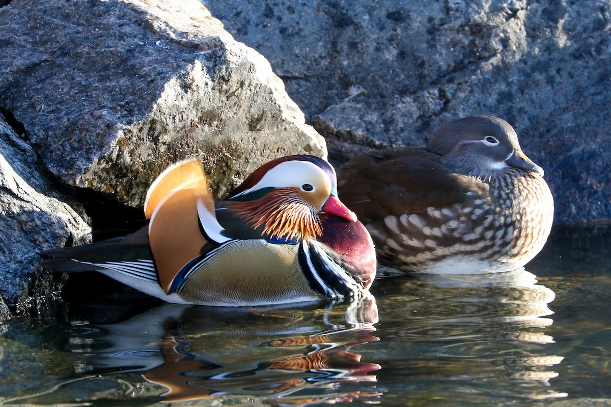 Mandarin Duck - Marie Stridh