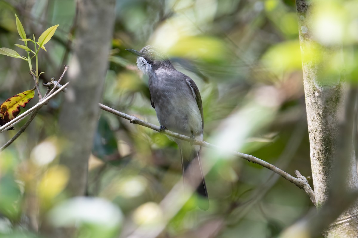 Cinereous Bulbul - Mike Hooper