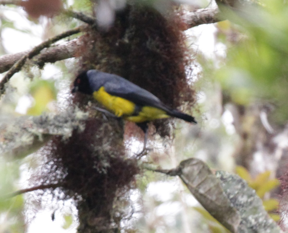 Hooded Mountain Tanager - Doug Korver