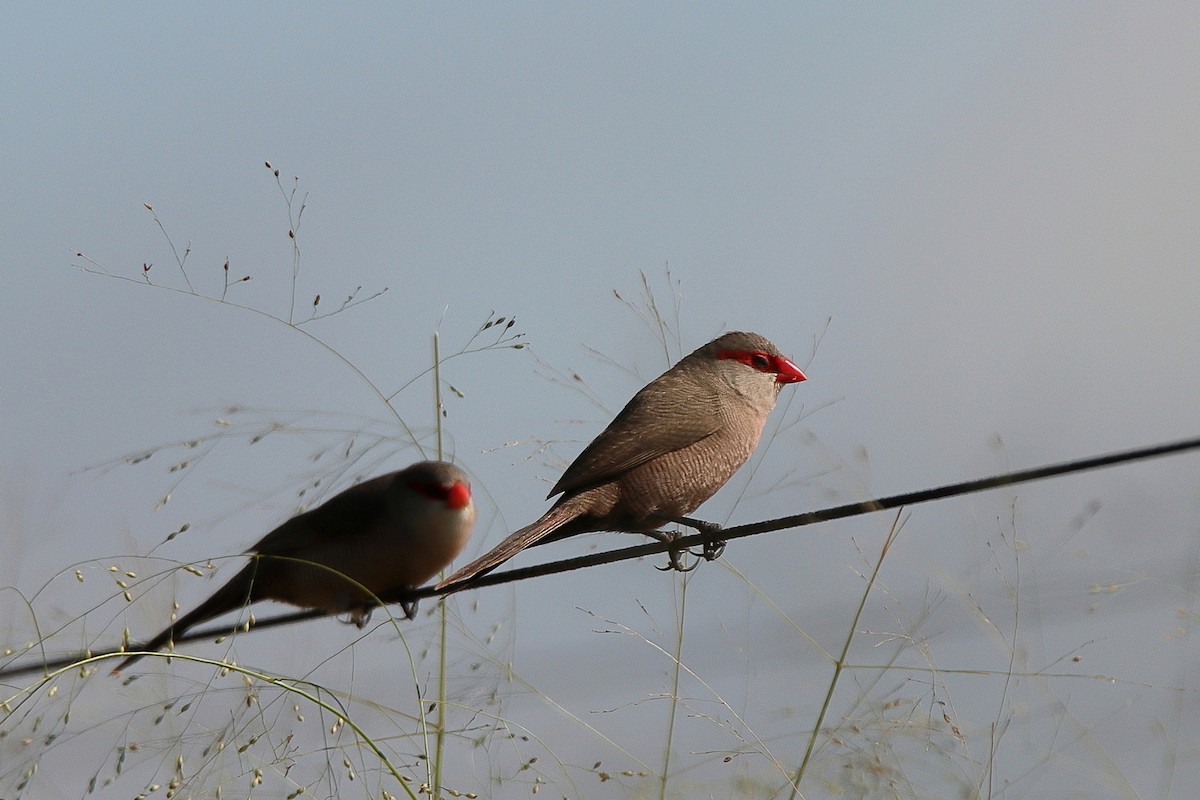 Common Waxbill - ML410446281