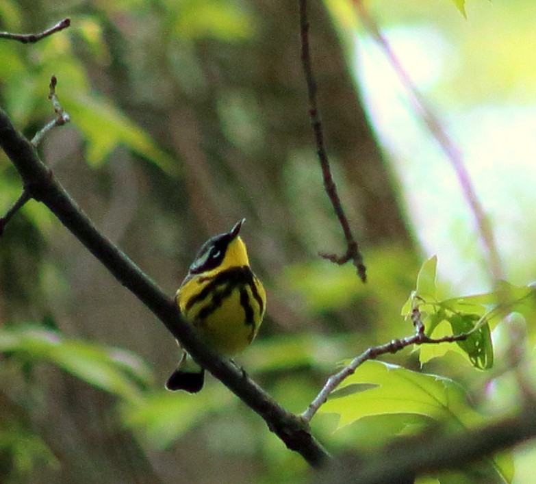 Magnolia Warbler - ML410447011