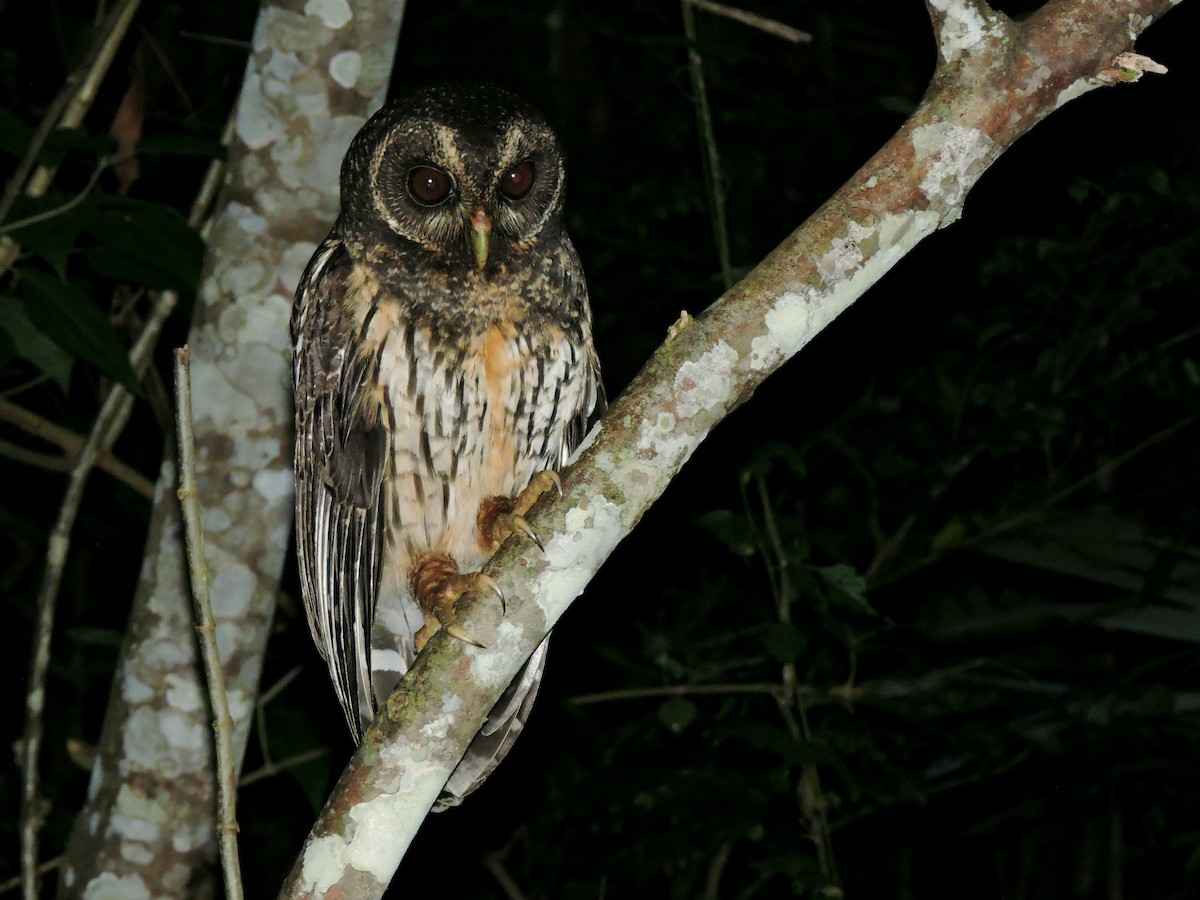 Mottled Owl - ML410447531