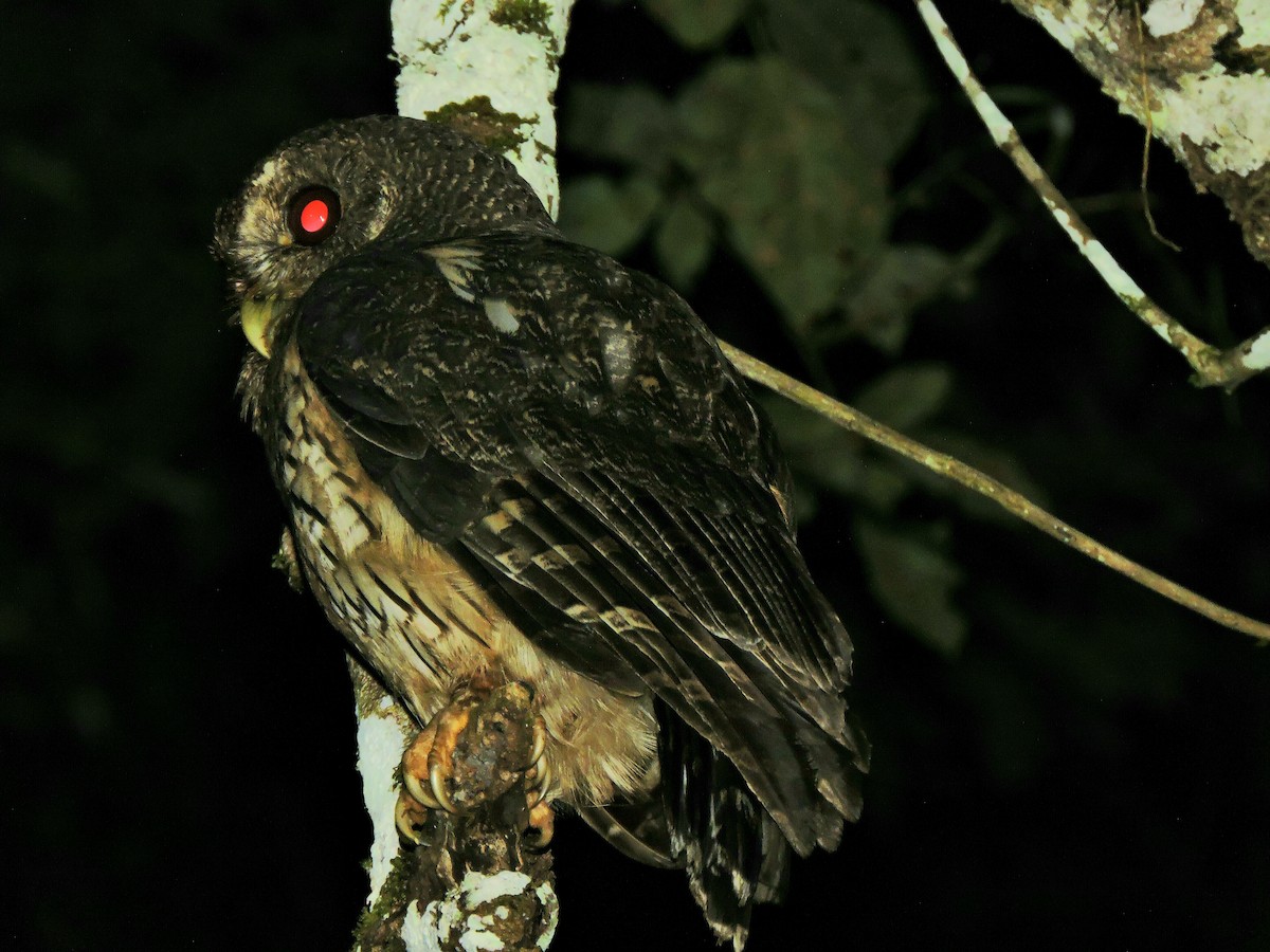 Mottled Owl - ML410447811