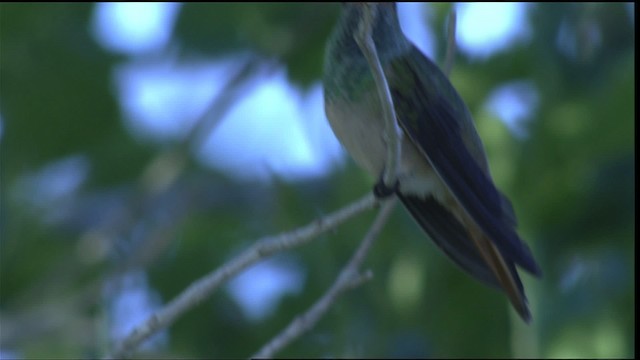 kolibřík yukatanský (ssp. cerviniventris/chalconota) - ML410448