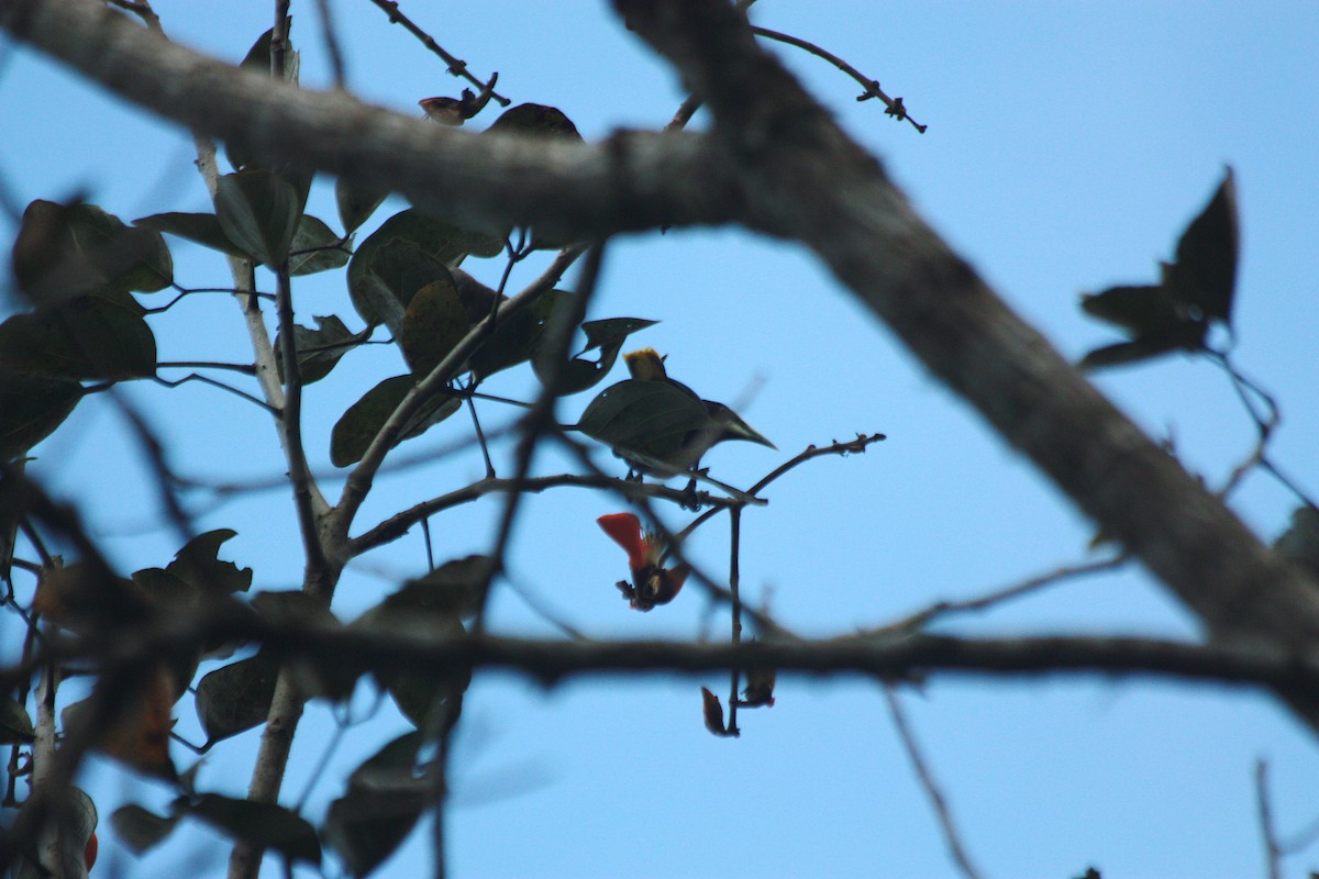 Chestnut-headed Oropendola - ML410448041