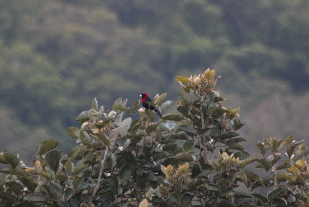 Crimson-collared Tanager - ML410448131