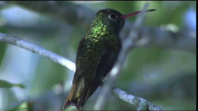 kolibřík yukatanský (ssp. cerviniventris/chalconota) - ML410450
