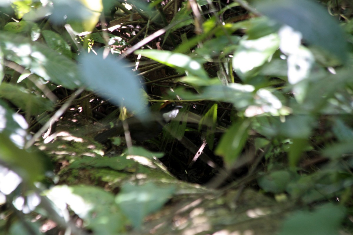 Chestnut-capped Brushfinch - ML410450271