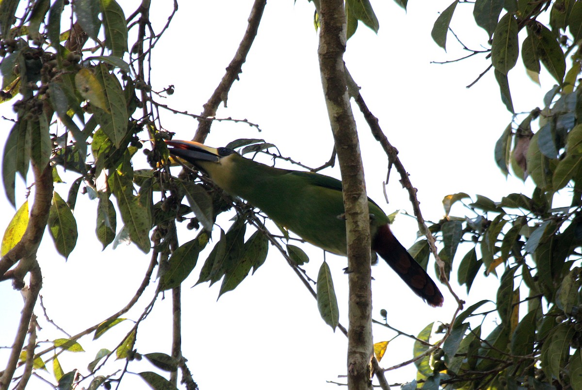 Northern Emerald-Toucanet - ML410450301