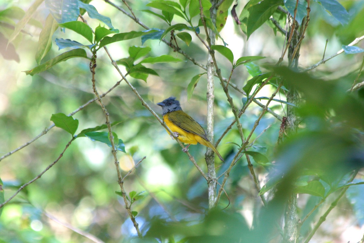 Gray-headed Tanager - ML410450521