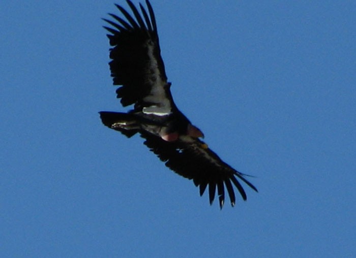 Condor de Californie - ML41045091