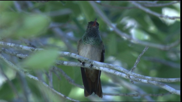 kolibřík yukatanský (ssp. cerviniventris/chalconota) - ML410451