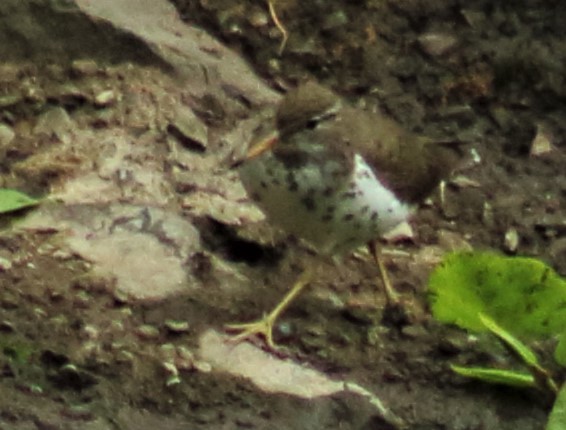 Spotted Sandpiper - ML410454161