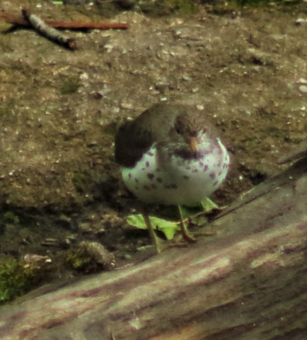 Spotted Sandpiper - ML410454181