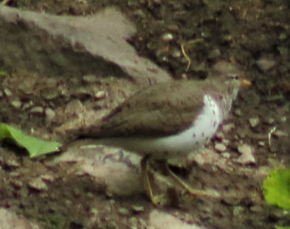 Spotted Sandpiper - ML410454191