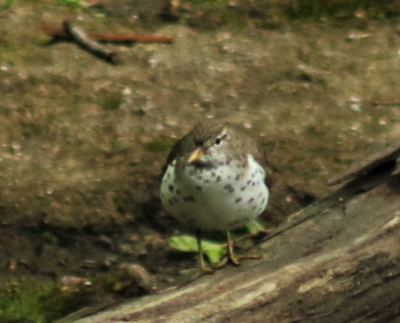 Spotted Sandpiper - ML410454201