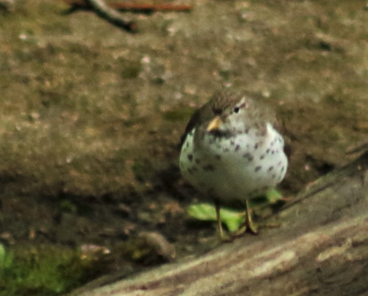 Spotted Sandpiper - ML410454211