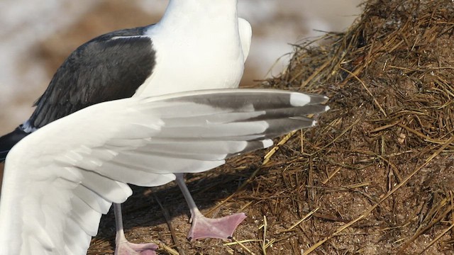 Great Black-backed Gull - ML410454831