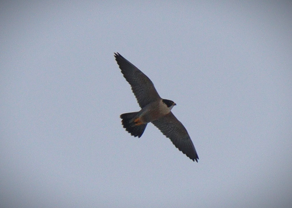 Peregrine Falcon - Waseem Bhat