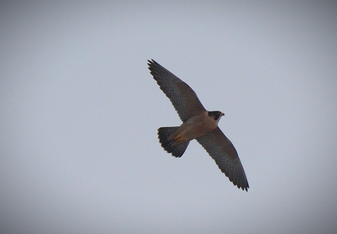 Peregrine Falcon - ML410455061