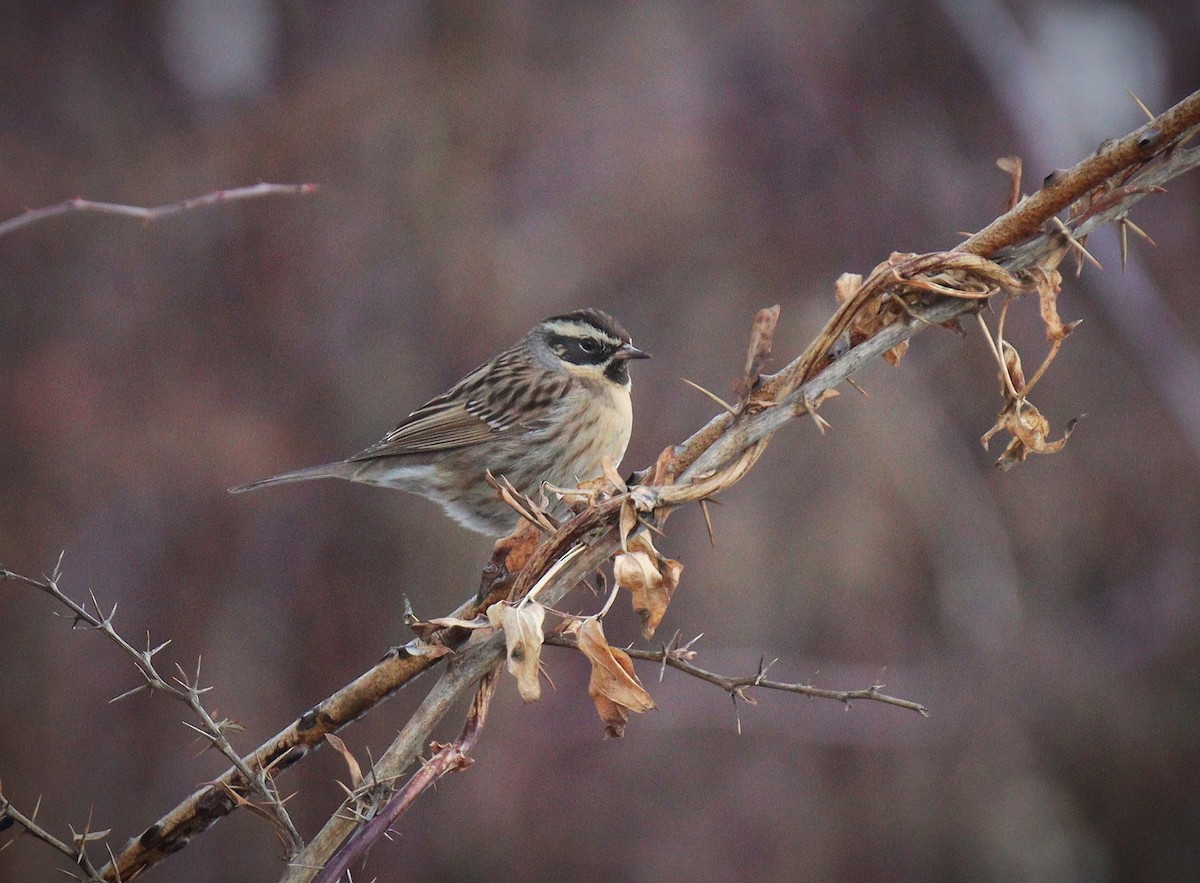 Black-throated Accentor - Waseem Bhat