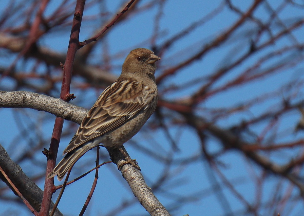 Plain Mountain Finch - ML410456121