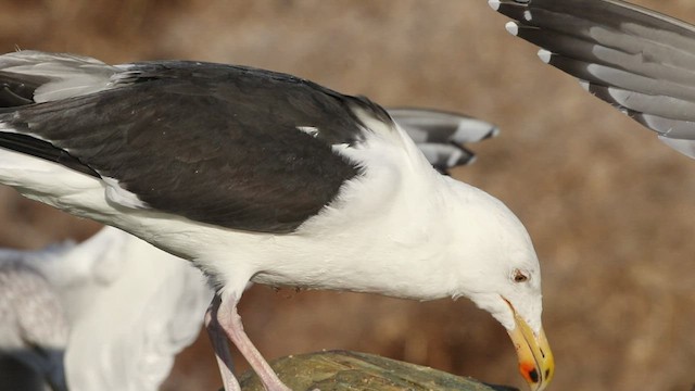 Great Black-backed Gull - ML410457451