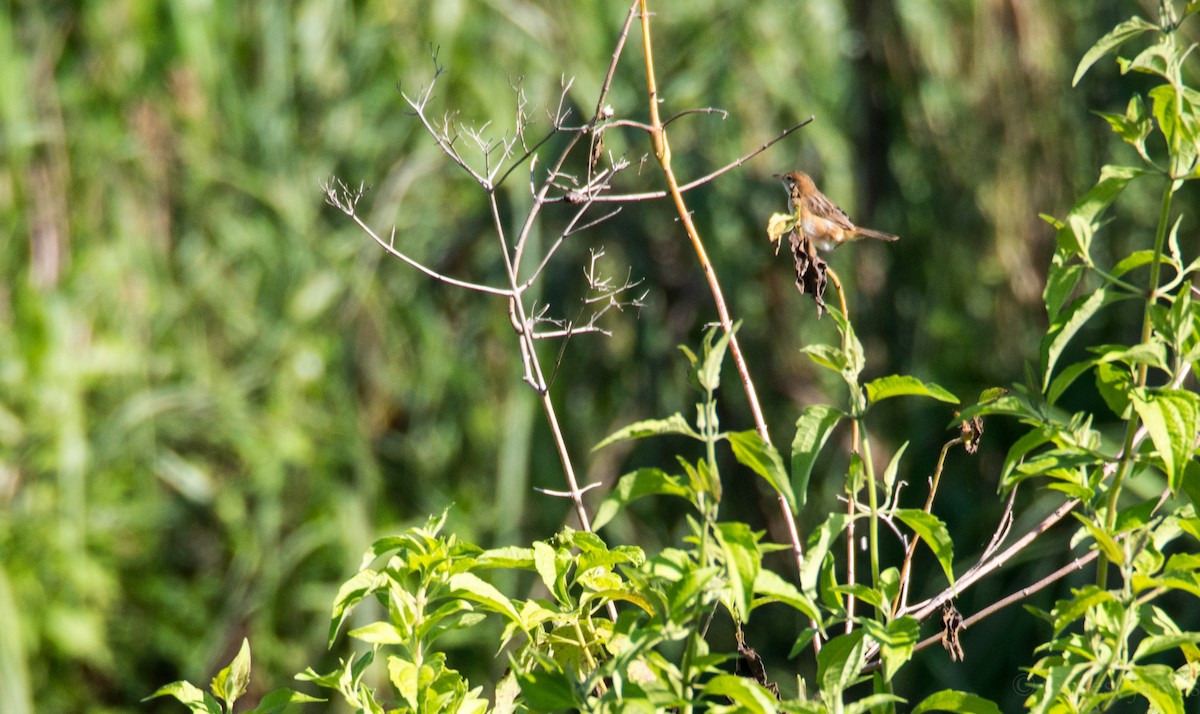 Cisticole à couronne dorée - ML41045831