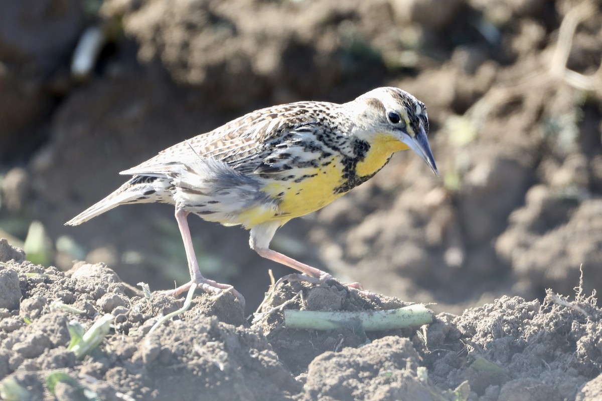 Western Meadowlark - ML410458461