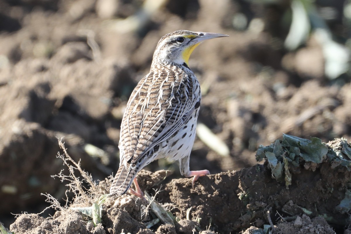 Western Meadowlark - ML410458471