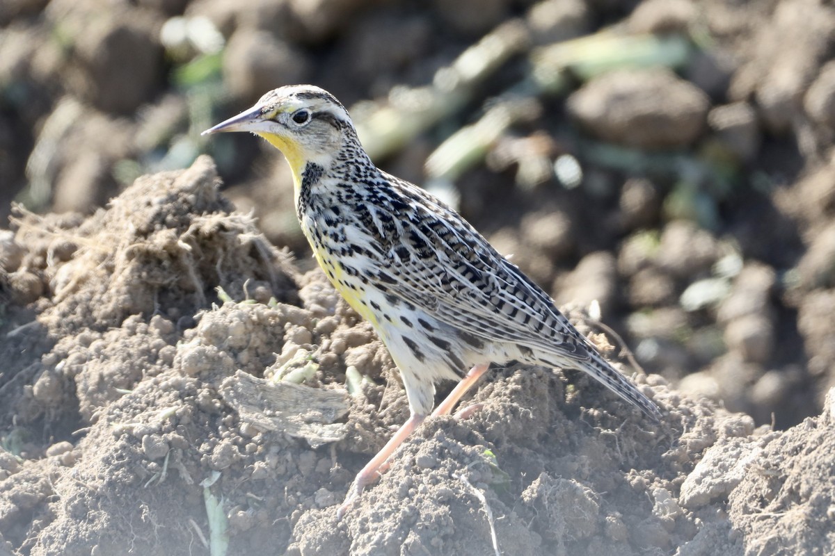Western Meadowlark - ML410458481