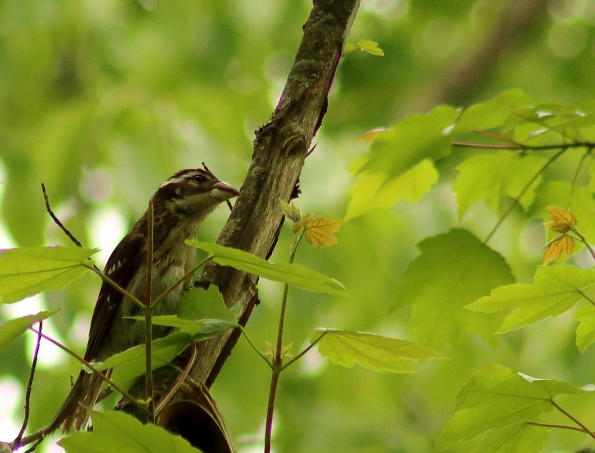 Rose-breasted Grosbeak - ML410461491